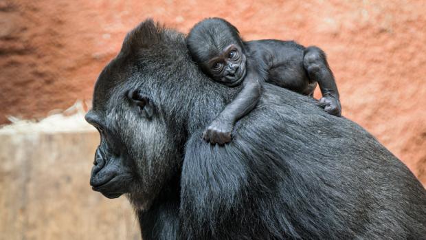 Foto: Petr Hamerník, Zoo Praha