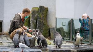 Velké množství ryb dnes v Zoo Praha spotřebují rybožraví ptáci. Jen u tučňáků je to 8 až 10 kg denně. Foto: Miroslav Bobek, Zoo Praha