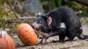 Dýňové hody u ďáblů medvědovitých. Foto: Oliver Le Que, Zoo Praha