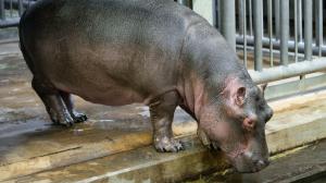 Hroší samec Tchéco přicestoval do Prahy ve středu 20. listopadu dopoledne a teprve si u nás začíná zvykat. Foto: Petr Hamerník, Zoo Praha