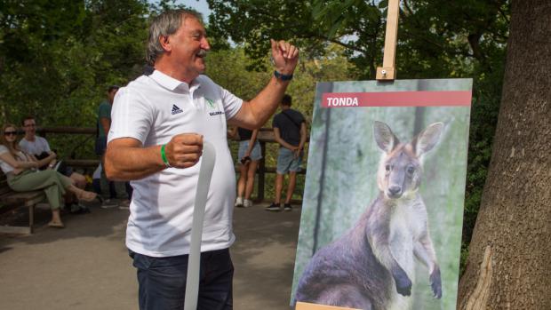 Mládě klokana horského, které poprvé vykouklo z vaku 22. ledna 2019, se jmenuje Tonda. Jméno v neděli slavnostně odhalil Antonín Panenka, fotbalová legenda a prezident fotbalového klubu Bohemians Praha 1905. Foto: Tereza Mrhálková, Zoo Praha