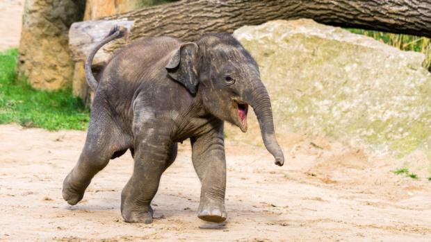 Maxmilán roste téměř před očima. Autor Petr Hamerník, Zoo Praha