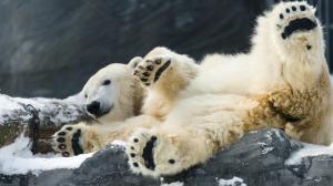 Foto: Petr Hamerník, Zoo Praha