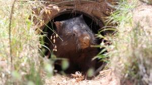 Zachráněný vombat vyhlíží z umělé nory vybudované pracovníky organizace Wombat Rescue. Tohoto jedince dělí už jen málo od návratu do volné přírody. Foto Wombat Rescue