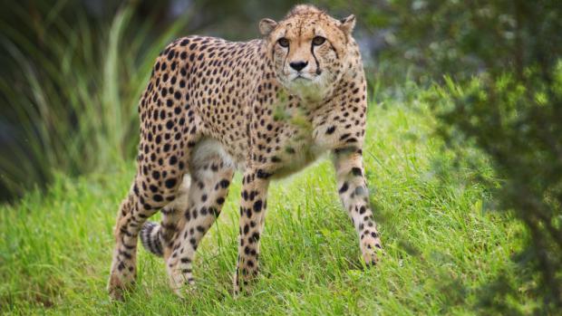 Foto: Tomáš Adamec, Zoo Praha