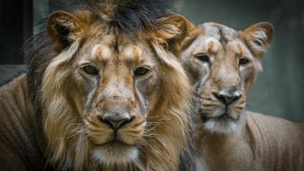 Lvi indičtí. Foto: Petr Hamerník, Zoo Praha