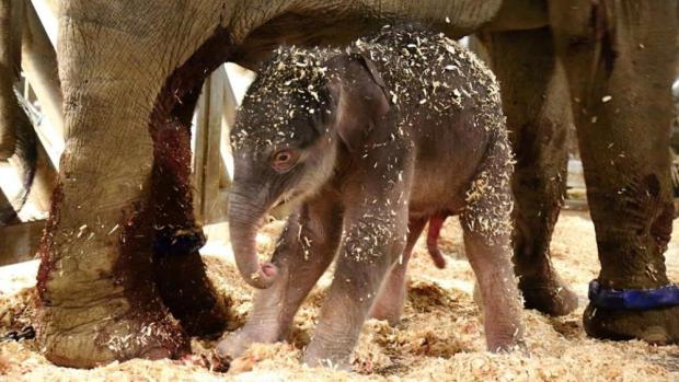 Hodinu a čtvrt po narození, foto: Miroslav Bobek, Zoo Praha