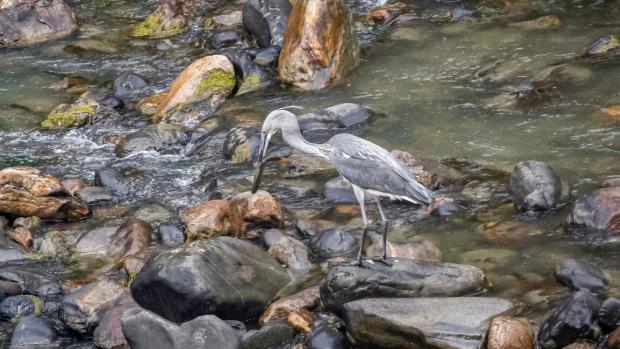 Dospělá volavka císařská na lovu. Foto RSPN Bhutan