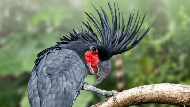 Kakadu palmový. Foto: Petr Hamerník, Zoo Praha