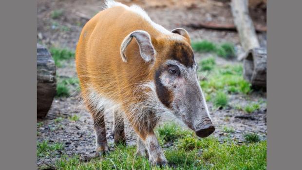 Samička štětkouna afrického Jasna v Rezervaci Dja. Foto  Miroslav Bobek, Zoo Praha