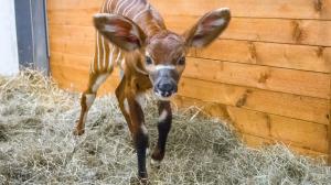 Nové mládě antilopy bongo se narodilo 22. dubna. Foto: Petr Hamerník, Zoo Praha.