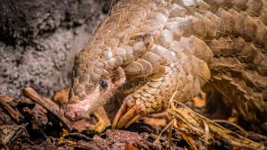 Samice luskouna krátkoocasého Run Hou Tang se zapsala do historie pražské zoologické zahrady jako výjimečné zvíře. Foto: Petr Hamerník, Zoo Praha