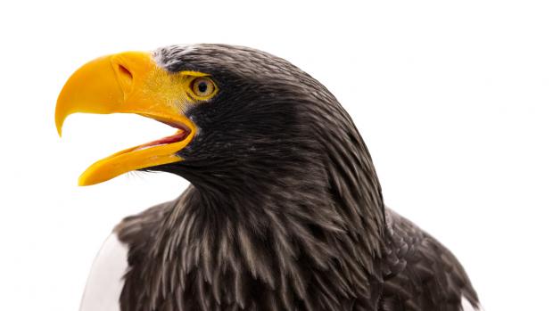 Matyáš the Steller's Sea Eagle