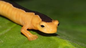 Mločík Jacksonův (Bolitoglossa jacksoni). Foto: Carlos Vasquez Almazan, Global Wildlife Conservation