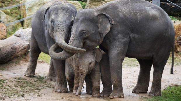 Sita is lovingly cared by most of the member of the herd. Photo: Tomáš Adamec, Zoo Praha