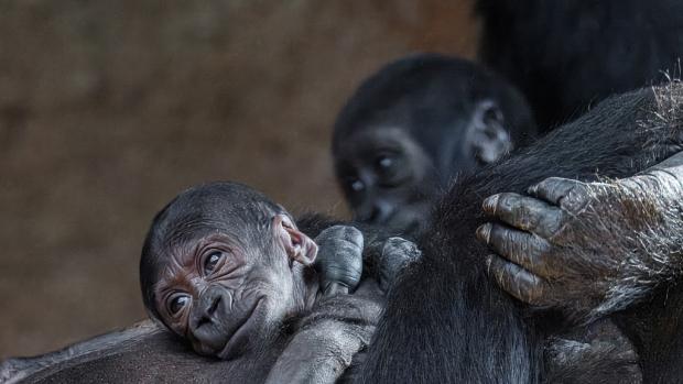 A week-old gorilla baby (in the front) and its three-month-old sister Mobi (in the back) in the Prague Zoo. Both babies are thriving as they get excellent care from their mothers and can be seen perfectly from the visitors area. Photo: Miroslav Bobek, Prague Zoo