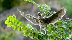 Young night heron, photo: Petr Hamerník, Prague Zoo