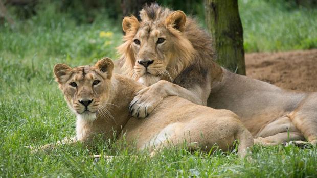 Lvi indičtí. Foto: Petr Hamerník, Zoo Praha