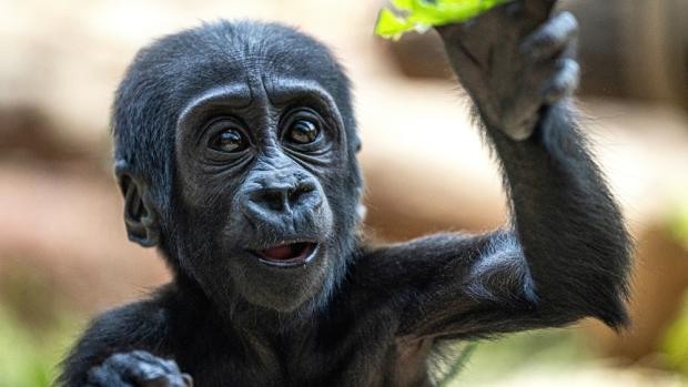  Gaia vedle sání mateřského mléka cumlá i pevnou stravu, zejména zeleninu, která při jídle upadne od pusy matce Kijivu. Foto Tereza Mrhálková, Zoo Praha