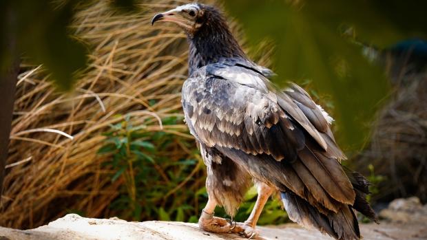 The Egyptian vulture Anahita is not yet sexually mature, so its plumage is still predominantly brown. Photo: SPNL