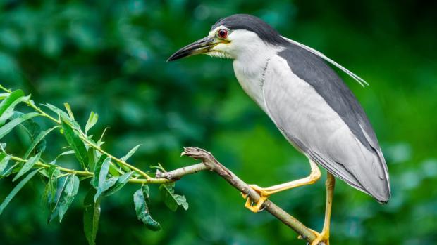 O dobrodružství kvakošů a dalších tažných ptáků se návštěvníci dozvědí v sobotu v Zoo Praha. Foto: Petr Hamerník, Zoo Praha.