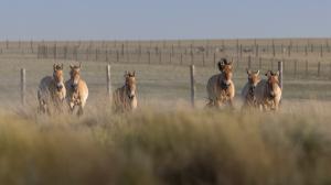First moments of Przewalski's horses transported to Kazakhstan by Prague Zoo roaming in the wild steppe. Photo: Miroslav Bobek, Prague Zoo