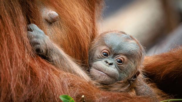 The baby Sumatran orangutan will be named on the occasion of it being one month old on Sunday June 2nd, at 11 am. This is the first offspring of female Diri, who takes very good care of her baby. Photo Miroslav Bobek, Prague Zoo