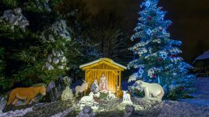 Vánoční kavkazskou jedli naleznou návštěvníci poblíž expozice gibonů stříbrných. Foto Petr Hamerník, Zoo Praha