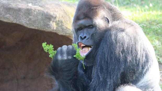 Snímek samce Richarda ze Zoo Praha vznikl zhruba před týdnem a od té chvíle plní internet i sociální sítě. Na fotografii sedí Richard ve venkovním výběhu a vypadá, že zpívá pro návštěvníky, kteří se na něj přišli podívat. Zdroj: SWNS/ Lucie Štěpničková