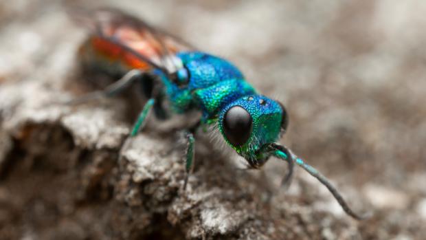 Zlatěnka ohnivá. Foto Pavel Krásenský, macrophotography.cz