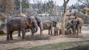 Se slůňaty Maxem a Rudim se v pondělí v Údolí slonů opět potkaly i všechny čtyři slonice. Foto: Petr Hamerník, Zoo Praha
