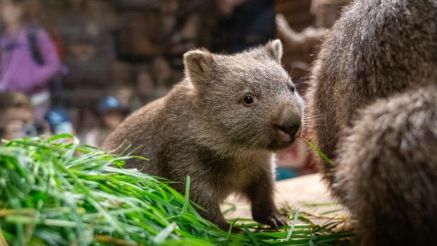 Mersey patří bezesporu k těm nejroztomilejším obyvatelům Zoo Praha. Návštěvníky dojímá svým pohledem každý den ve 14 hodin během komentovaného krmení vombatů v Darwinově kráteru. Foto Oliver Le Que, Zoo Praha