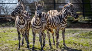 Zebra bezhřívá, foto: Petr Hamerník, Zoo Praha