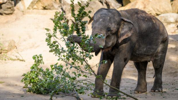 Foto: Petr Hamerník, Zoo Praha