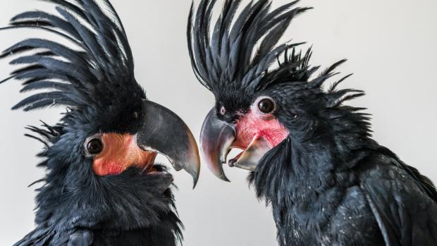 Dvě odchovaná mláďata kakadu palmového jsou pro pražskou zoo velkým úspěchem. Foto: Antonín Vaidl, Zoo Praha