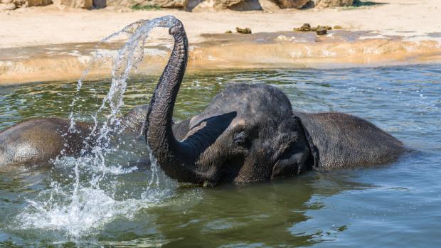 Mezinárodní den slonů v Zoo Praha. Foto: Petr Hamerník, Zoo Praha