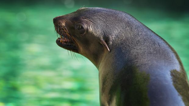 Lachtaní samička Wendy. Foto: Tomáš Adamec, Zoo Praha