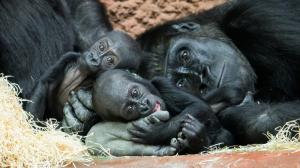 Foto Petr Hamerník, Zoo Praha