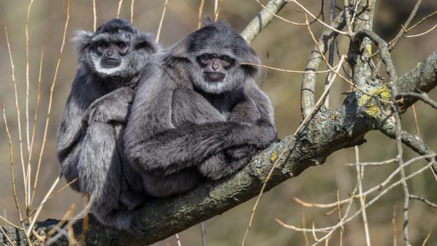 Alangalang s Flipem si na venkovní expozici zvykli velmi rychle. Foto: Petr Hamerník, Zoo Praha