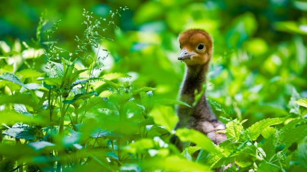 Mládě jeřába rajského bylo náhradnímu páru jeřábů mandžuských podloženo hned v den svého vylíhnutí. Foto Petr Hamerník, Zoo Praha