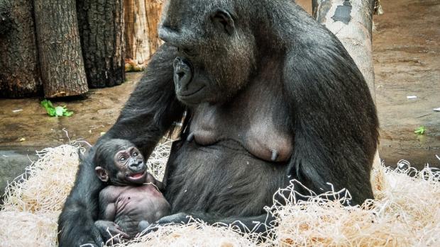 Moja s matkou Kijivu v Zoo Praha v necelém měsíci života. Foto Petr Hamerník, Zoo Praha