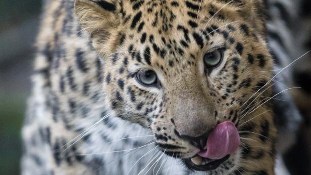 Roční levharti mandžuští se stále víc podobají svým rodičům. Foto: Petr Hamerník, Zoo Praha