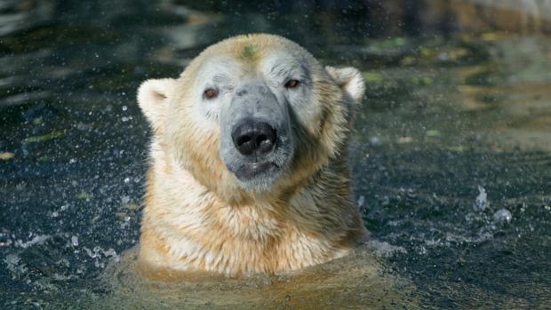 Foto: Petr Hamerník, Zoo Praha