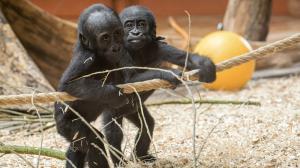 Foto: Petr Hamerník, Zoo Praha