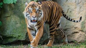 Tygr sumaterský Achilles při jedné z prvních výprav do venkovního výběhu Pavilonu šelem a plazů. Foto Petr Hamerník, Zoo Praha