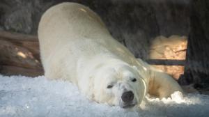 Aleut, being the more dominant of the polar bear brothers, was the first to explore the ice enrichment. Photo: Oliver Le Que, Prague Zoo