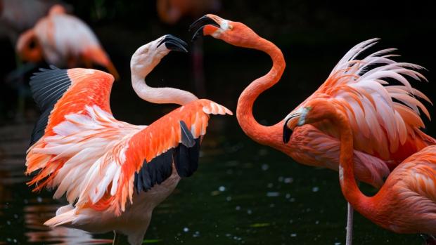 Foto: Petr Hamerník, Zoo Praha