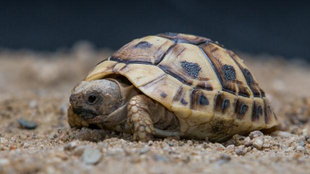 Želva tuniská - mládě, foto: Václav Šilha, Zoo Praha