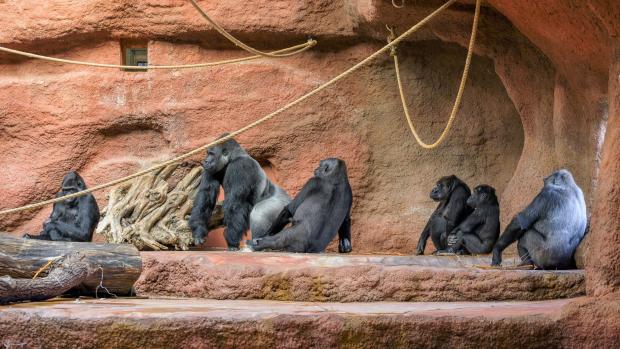 Rodinná skupina goril v expozici Dja. Zleva: Duni s Mobi v náručí, Kisumu, Kijivu, Shinda, Ajabu a Kamba. Foto: Petr Hamerník, Zoo Praha