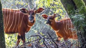 A female of mountain bongo with a calf in the enclosure managed by Mount Kenya Wildlife Conservancy. Photo: Miroslav Bobek, Prague Zoo